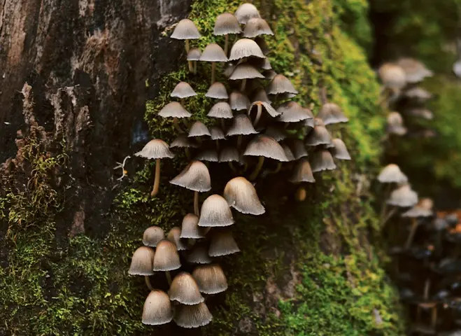 tightly grouped brown mushrooms growing up the base of a mossy tree trunk